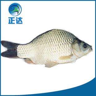 丰产鲫鱼苗 白鲫鱼苗 鲫鱼苗水产养殖 工程鲫鱼苗出售批发供应