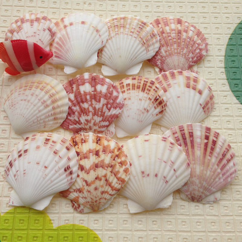 地中海裝飾貝殼 天然海螺 彩貝 彩色扇貝4-8厘米 地台魚缸裝飾