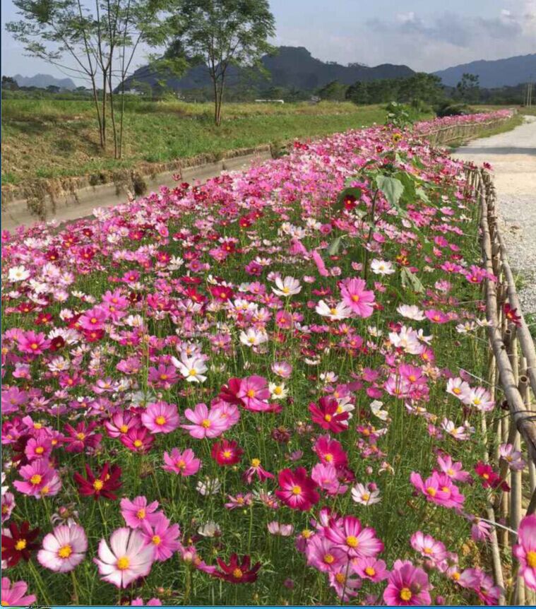 波斯菊