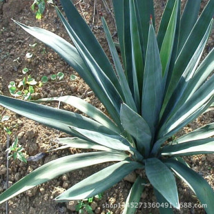花卉苗圃图片_花卉苗圃图片大全 - 阿里巴巴海