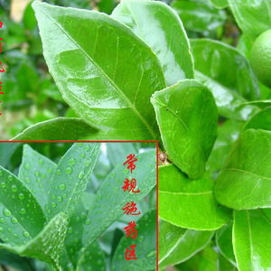 农用有机硅扩展渗透剂、超级扩散、润湿、渗透剂，农用有机硅助剂