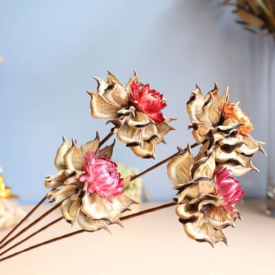 east Poppy natural Dried flowers Decorative flowers Yunnan true Combination of flowers Art flower arrangement Botany wholesale