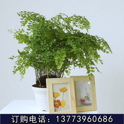 wholesale indoor flowers and plants Micro Landscape Botany Maidenhair fern pot Absorb formaldehyde Hydroponics can be Clean air