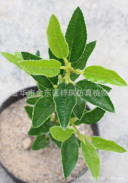 XRB-123单枝都匀毛尖茶叶34叶50厘米3