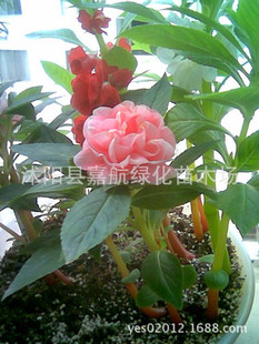 ���ܷN�ӹ������軨�P�ɷN�ӡ��P�ɻ� ָ�׻� �������ӣ�͸�ǲ�