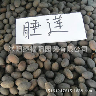 大量批发水生植物种子 碗莲种子 1公斤1000粒左右 睡莲种子|ms