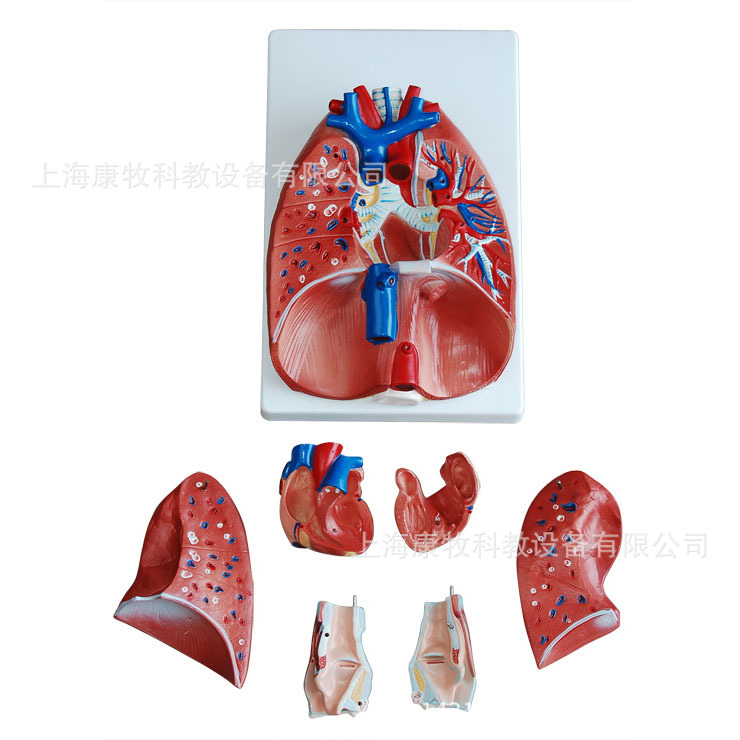 喉、心、肺模型