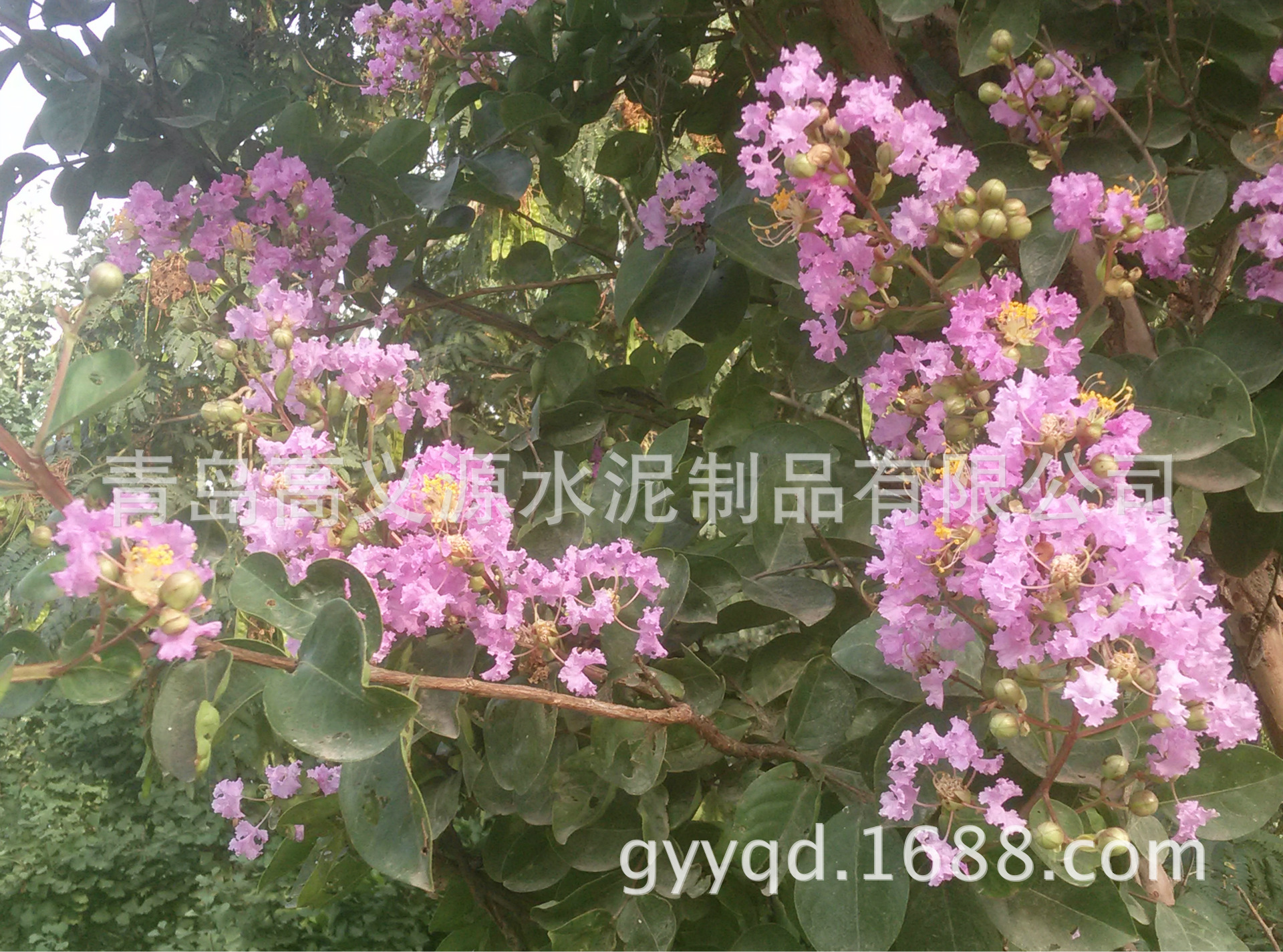 IMG20150730064644945