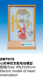 心的神经支配电动模型