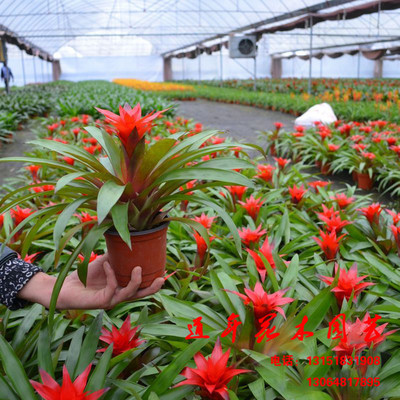 道年花木园艺场批发凤梨花【鸿运当头】观花植物 品种多 规格多|ms