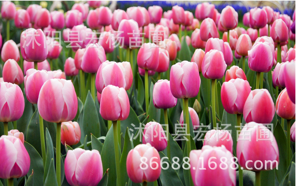 QQ图片20151008161349