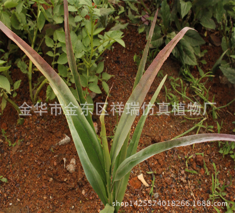 XRS-079把束芒草芦苇叶10叶45CM叶子