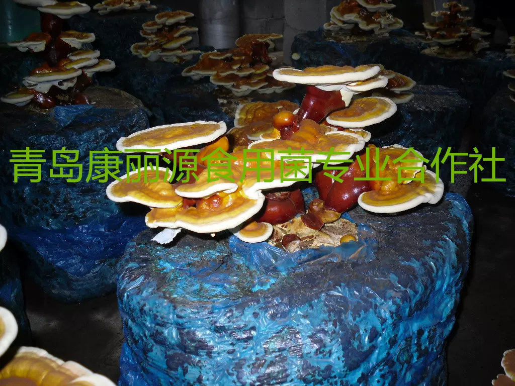 出口灵芝菌棒，灵芝菌包