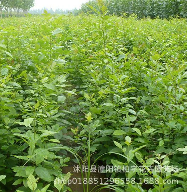 Оптовая Озеленение Саженцы белого воска Быстрорастущие рассады белого воска Саженцы белого воска