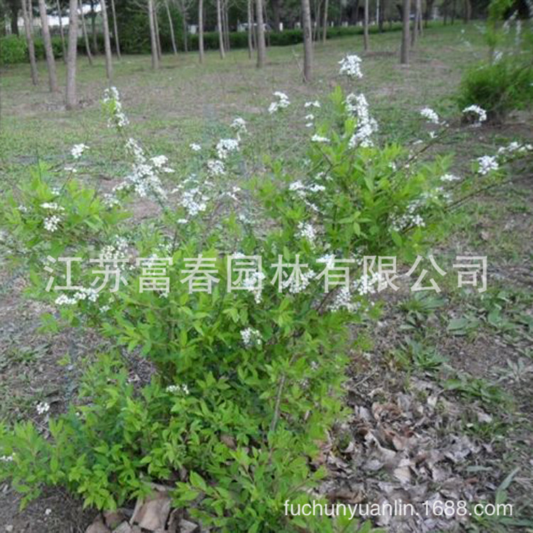 珍珠花图片种植前景,珍珠花花岗岩图片,珍珠花树苗木图片_大山谷图库