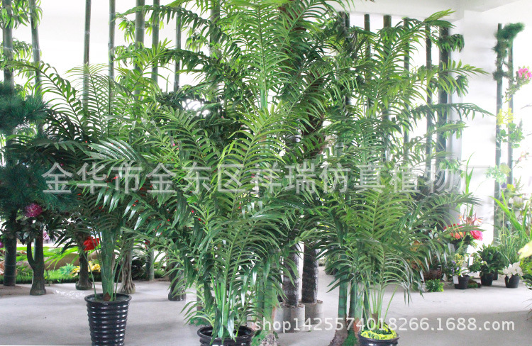 散尾葵展示厅一角1