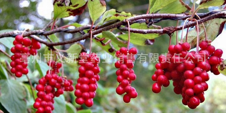 2385778110_1792369147