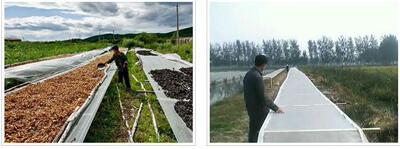 Drying Dedicated Plastic mesh Insect Tea drying net brand new Polyethylene environmental protection Non-toxic tasteless