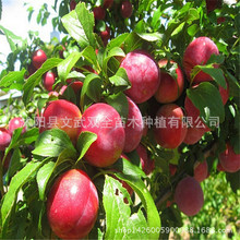 桃子树种植价格_今日最新桃子树种植价格行情