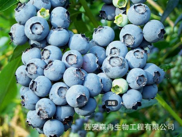 蓝莓0