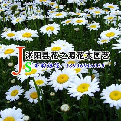 wholesale Scenery flowers and plants seed Shasta daisy seeds Aliases Western Chrysanthemum Perennial Herbaceous flowers Botany