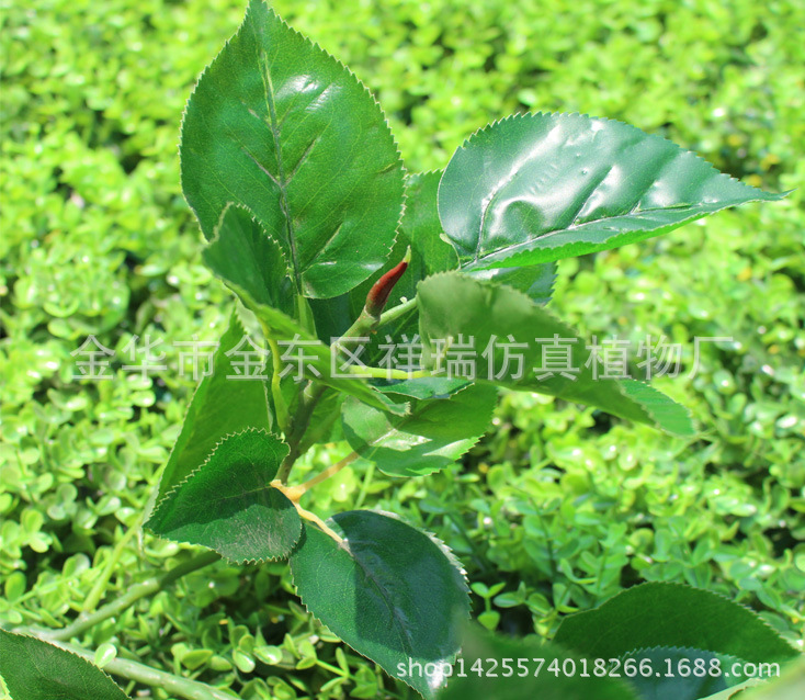 苹果五叉枝叶子近照1