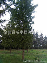 供應銀杏樹18cm20cm23m25cm30cm35cm40cm桂林銀杏樹