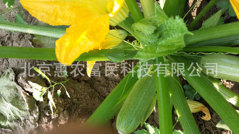 耐热西葫芦 (3)