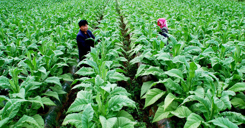 Tobacco Extract-cloud Smoke Dip Paste-manufacturer Free Shipping-fragrance Fragrance for Smoke Tobacco Extract-cloud Smoke Dip Paste-manufacturer Free Shipping-fragrance Fragrance for Smoke