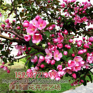 ���l���̾G���� �������� ����ͥԺ �@�־G�� �е��� Ҏ��ȫ