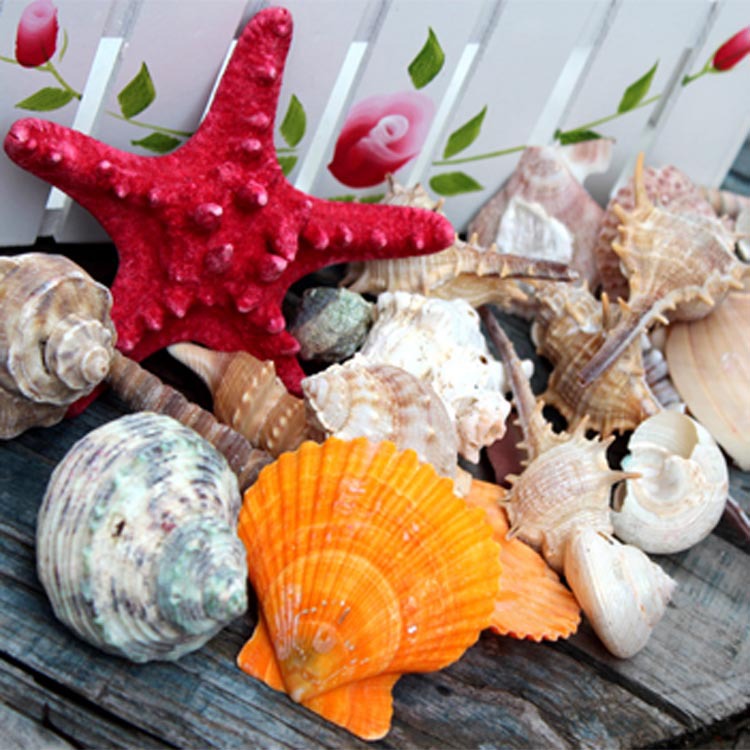 wholesale Natural conch shells Starfish shell Coral Gift bag 250 gram Platform Home Furnishing decorate
