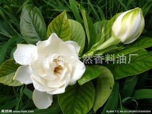 栀子花油 栀子花精油   美容按摩精油