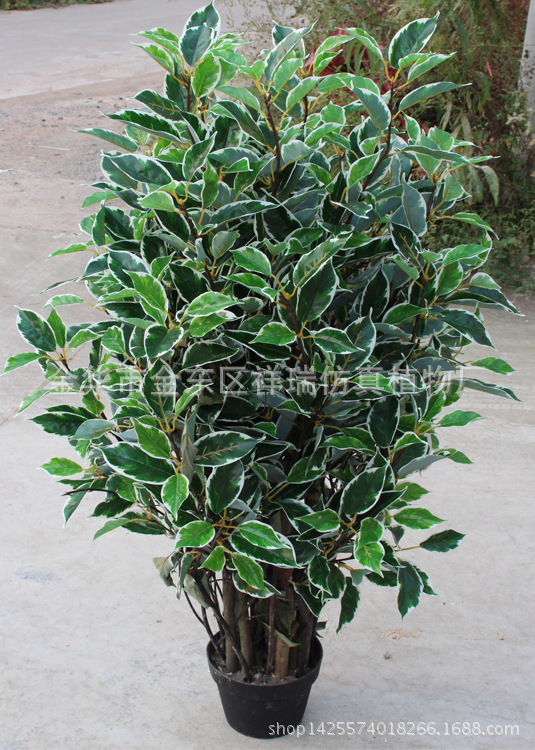 XRS-123盆栽白边香樟叶树880叶120厘米