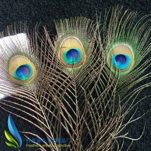 �S��һ��؛Դ 25-130cm�F؛��l 25-30cm