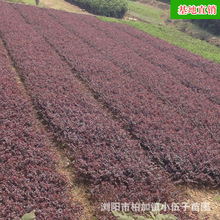 批发红花继木小苗 庭院绿化工程苗精品园林苗木 湖南苗圃基地直销