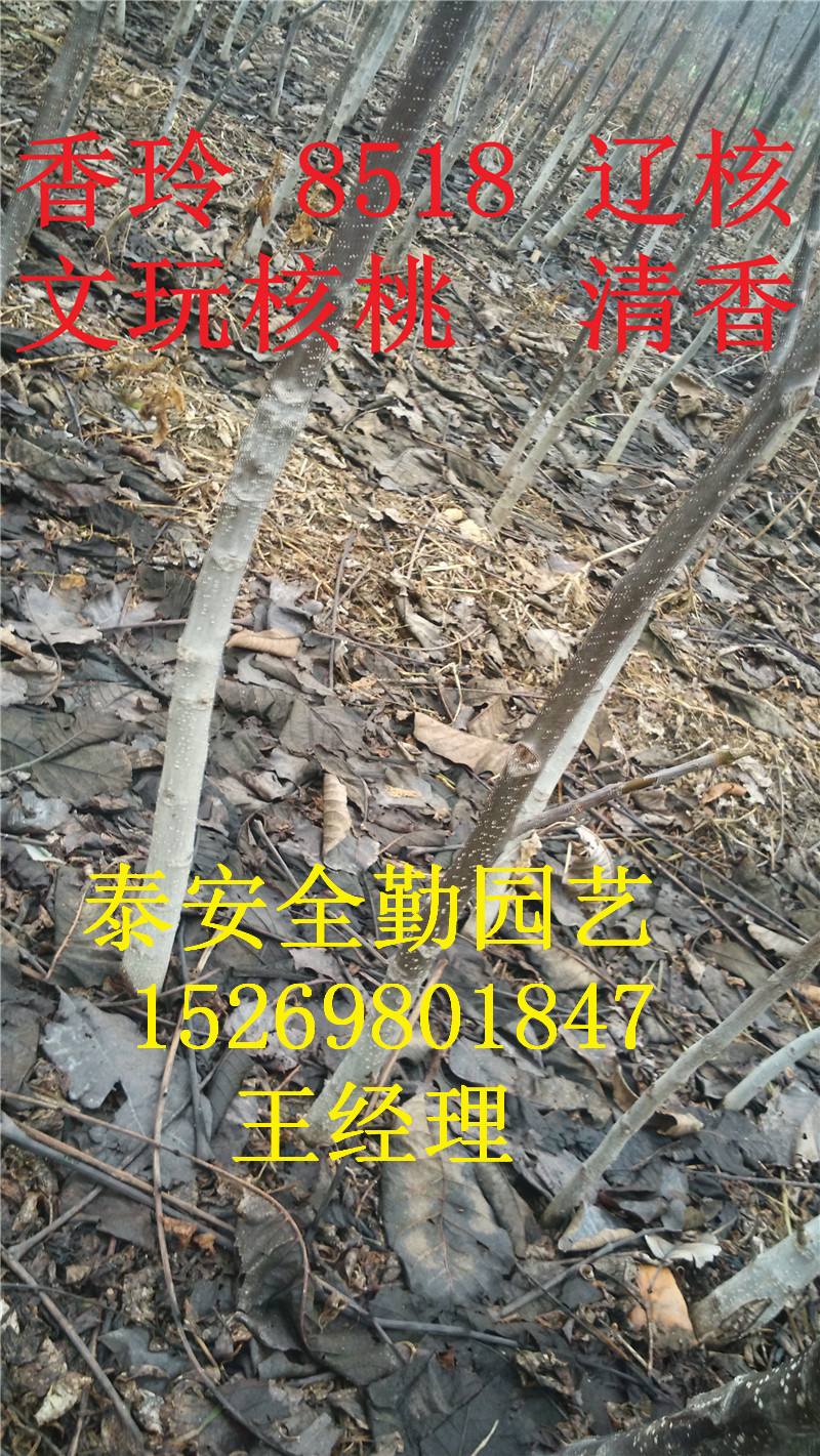 核桃苗IMG_20151201_104810_副本