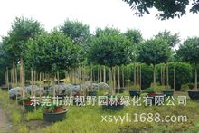 大量供应7公分香蕉味花造型高杆含笑高端嫁接香味盆苗