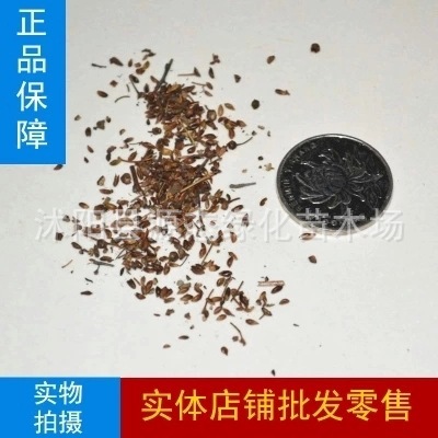 绣线菊种子 麻叶绣线菊 柳叶绣线菊 蚂蝗梢 散装批发 粉花绣线菊