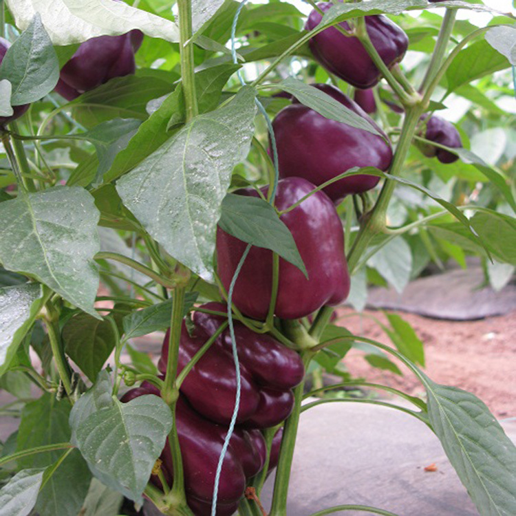 蔬菜种子_蔬菜种子批发 方椒 紫星 紫色五彩辣