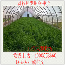 ����ר�������������� ��ţ�������� �ߵ������� ���������