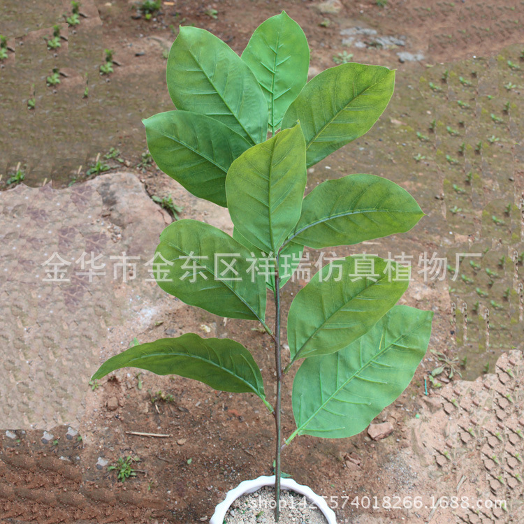 曼氏琼楠单枝11叶背