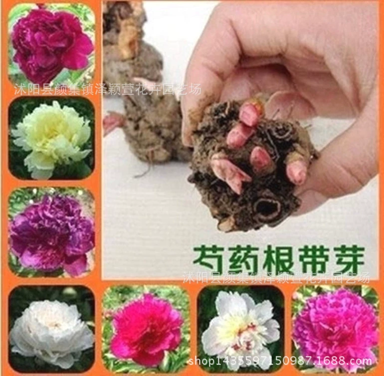 Оптовая продажа семян пиона корень двор горшечные растения Пион цветочный шар текущий год Цветущий пакет Выживание многоцветный опционально