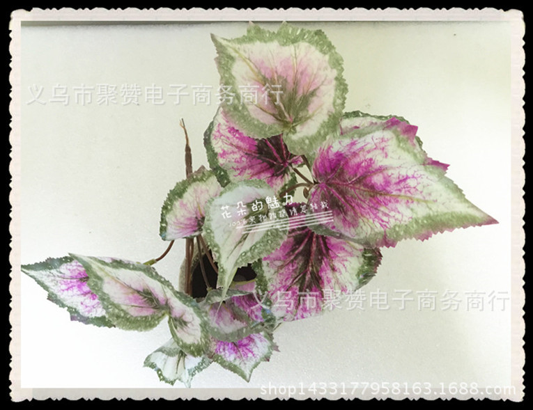 IMG_0087_副本_副本