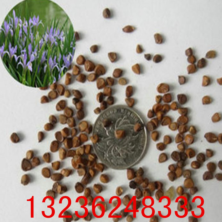 绿化苗木种子_低价批发绿化苗木种子 马兰花种