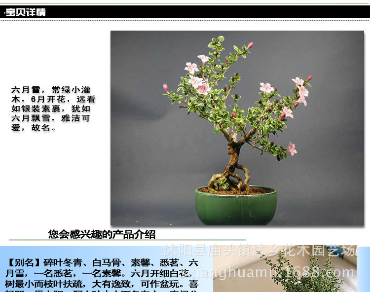 高档微型金边六月雪室内微型小品盆栽办公室室内植物 苗木批发交易网
