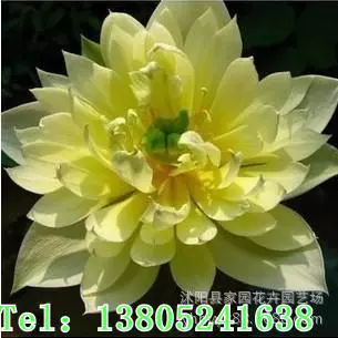 Оптовые поставки водных цветов, семян лотоса, семян лотоса в чаше, корней лотоса [гусенок играет в воде], водных растений, рассады лотоса