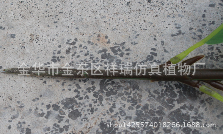 XRB-126四叉枝古茶叶48叶53厘米3