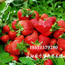基地直销草莓苗红颜奶油丰香甜查理多个品种草莓苗量大从优
