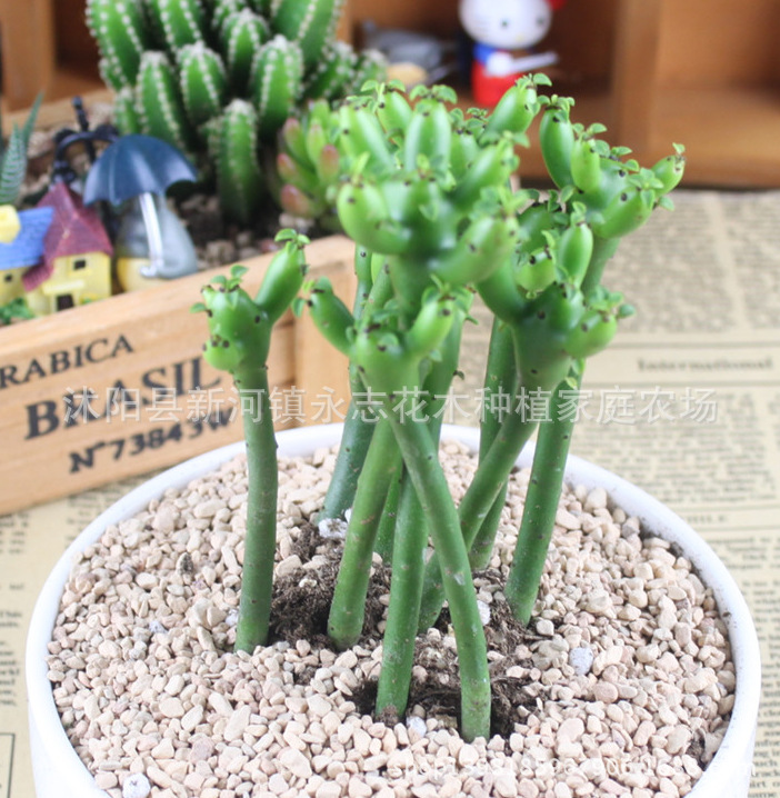 QQ截图20151108145232