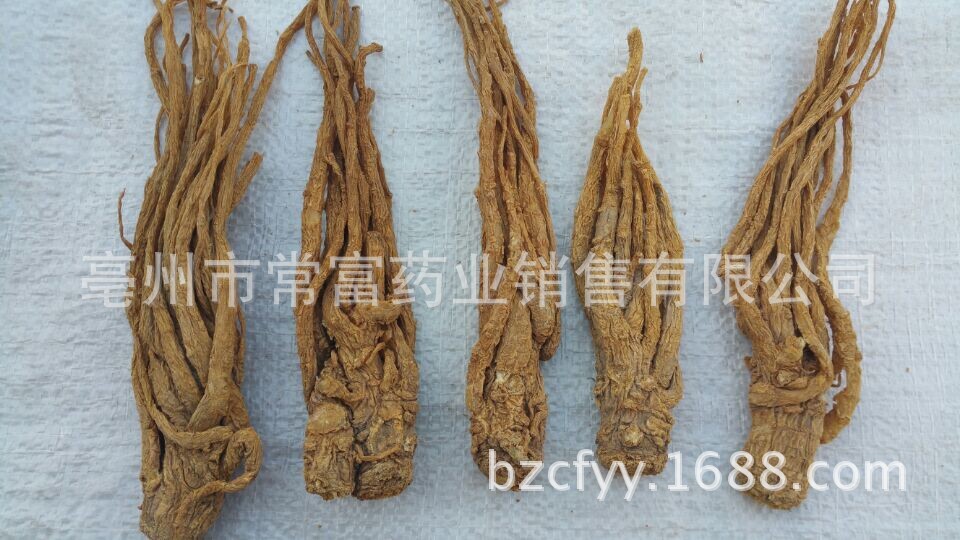 Dried Angelica Sinensis Slices Dang Gui Whole Root TCM Herbal Decoction Ingredient 500g overview